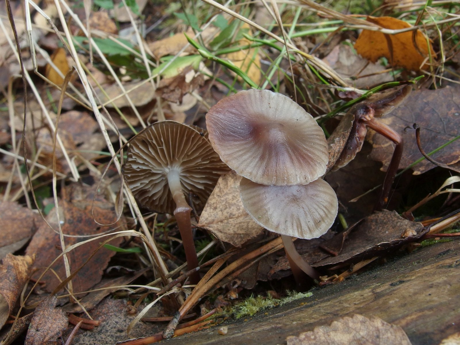 Mycena maculata - Мицена пятнистая