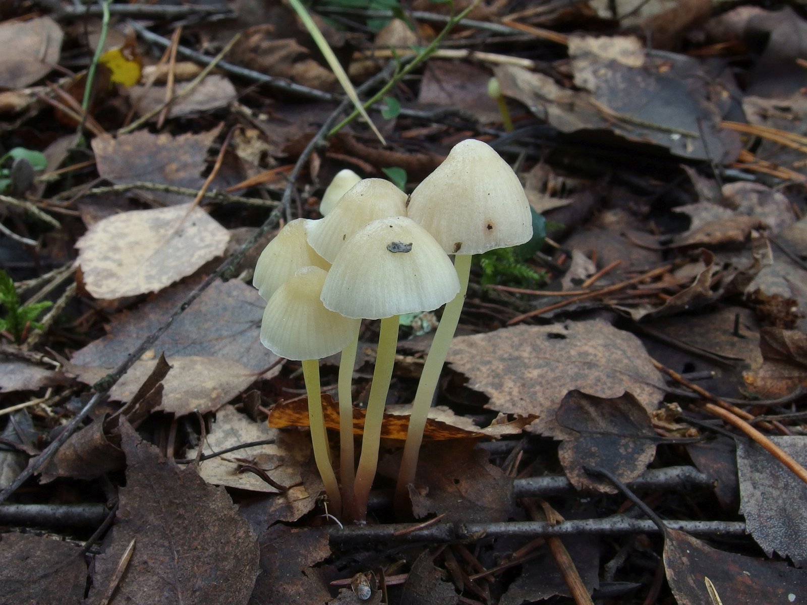 Mycena epipterygia MVK 20231104-01