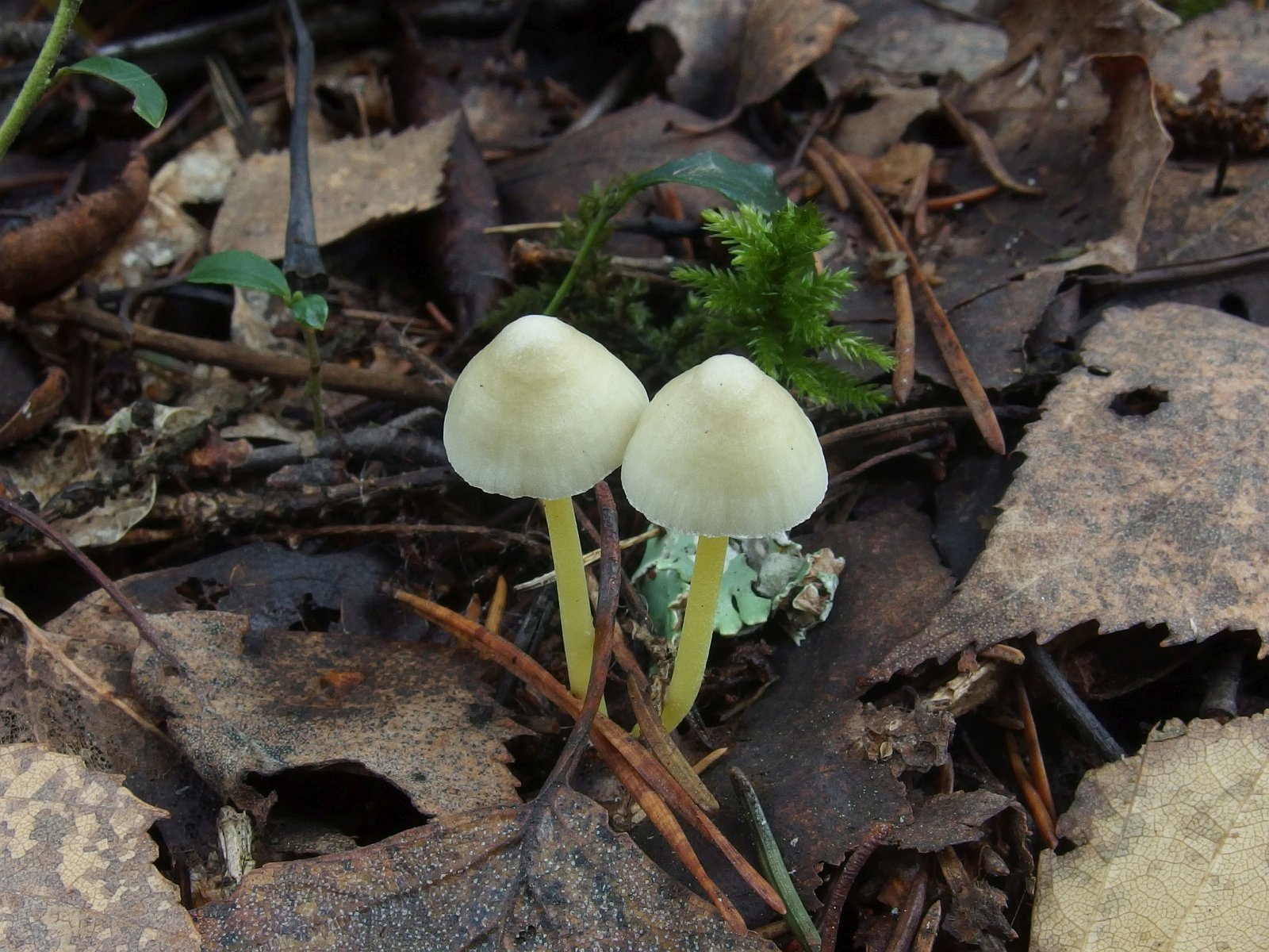 Mycena epipterygia MVK 20231104-03