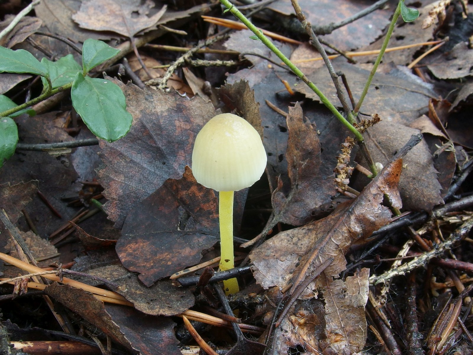 Mycena epipterygia MVK 20231104-04