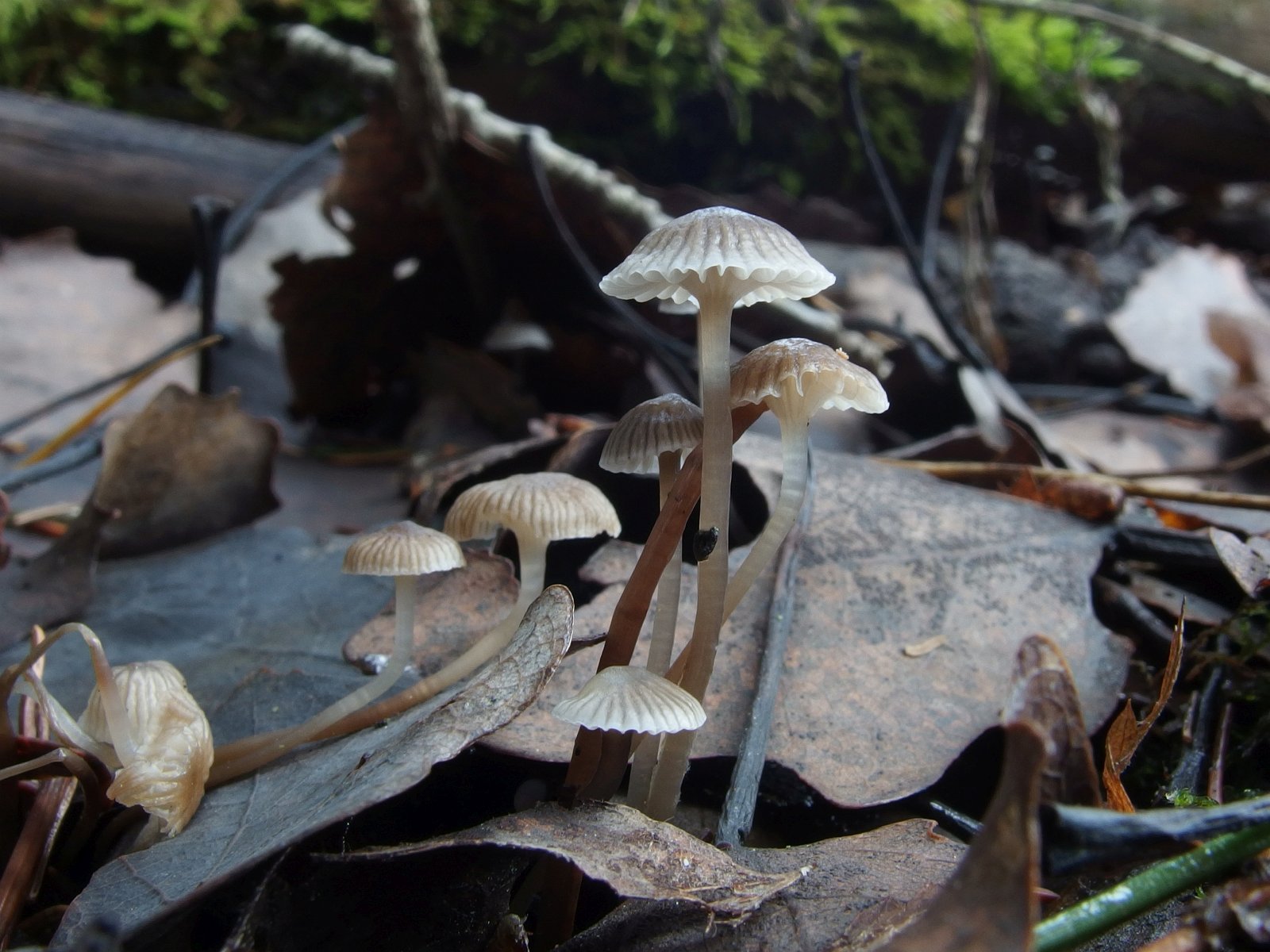 Mycena vulgaris MVK 20231104-01