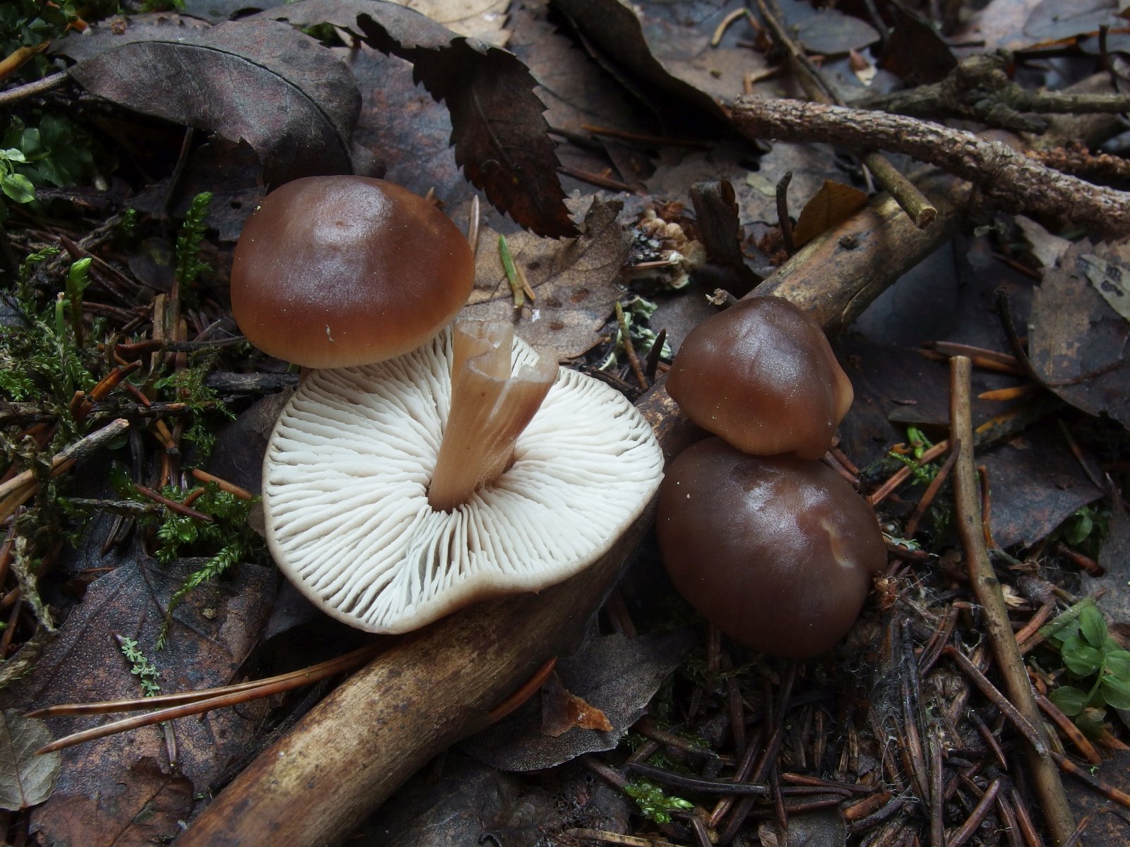 Rhodocollybia butyracea MVK 20231104-09