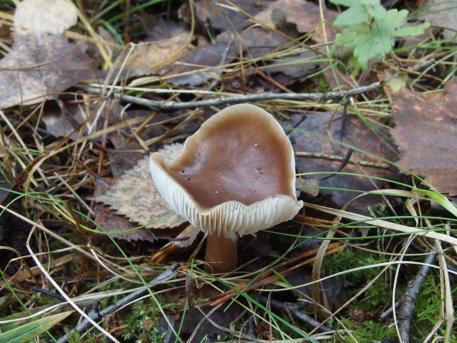 Rhodocollybia butyracea MVK 20231104-01