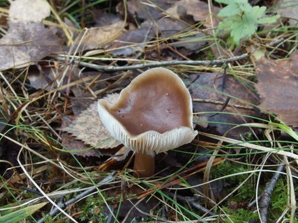 Rhodocollybia butyracea MVK 20231104-01