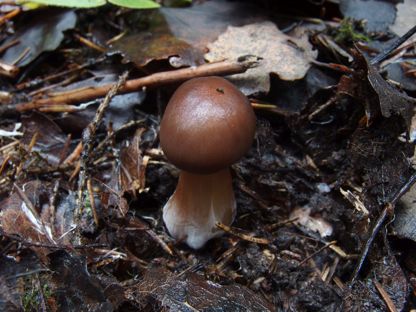 Rhodocollybia butyracea MVK 20231104-02
