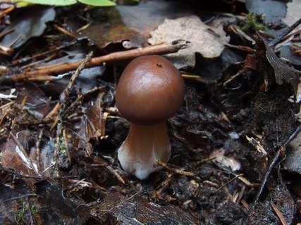 Rhodocollybia butyracea MVK 20231104-02