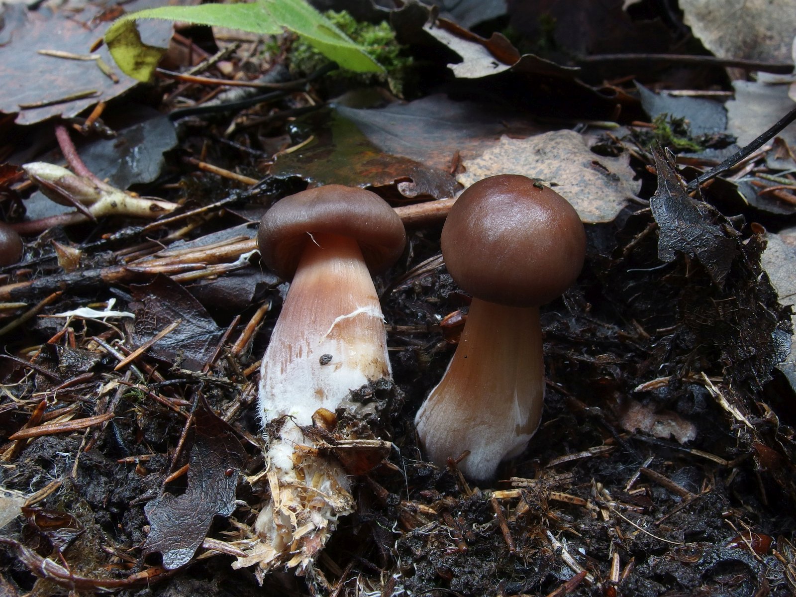 Rhodocollybia butyracea MVK 20231104-04