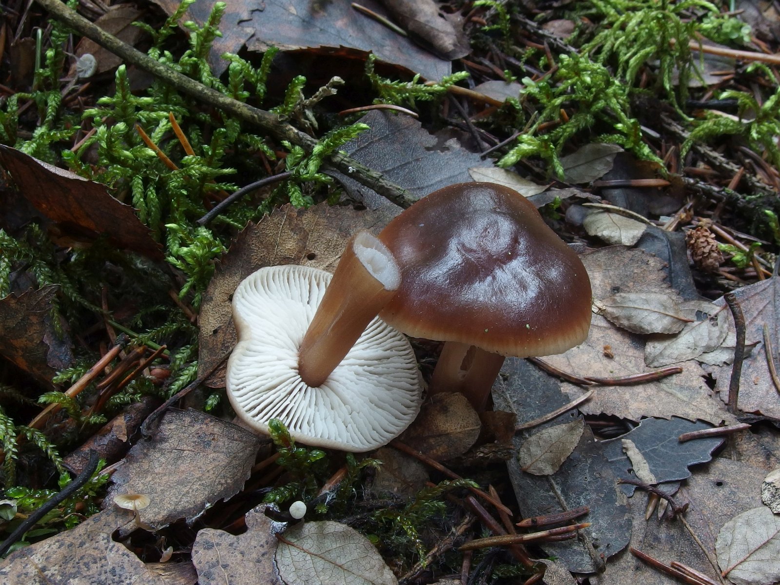 Rhodocollybia butyracea MVK 20231104-07