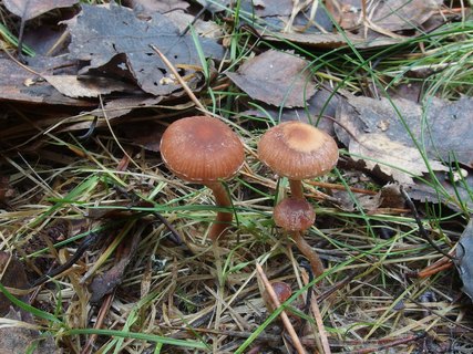 Tubaria furfuracea MVK 20231104-03