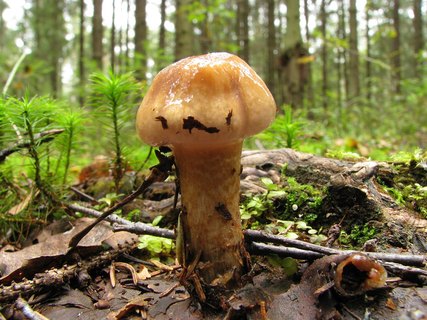 Cortinarius trivialis