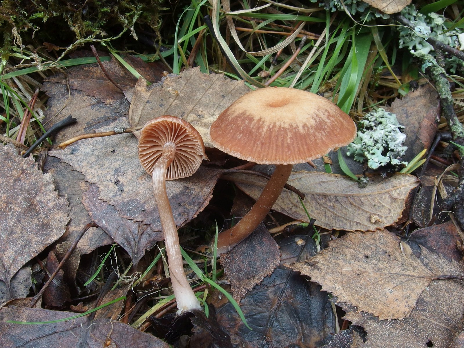 Tubaria furfuracea MVK 20231104-02
