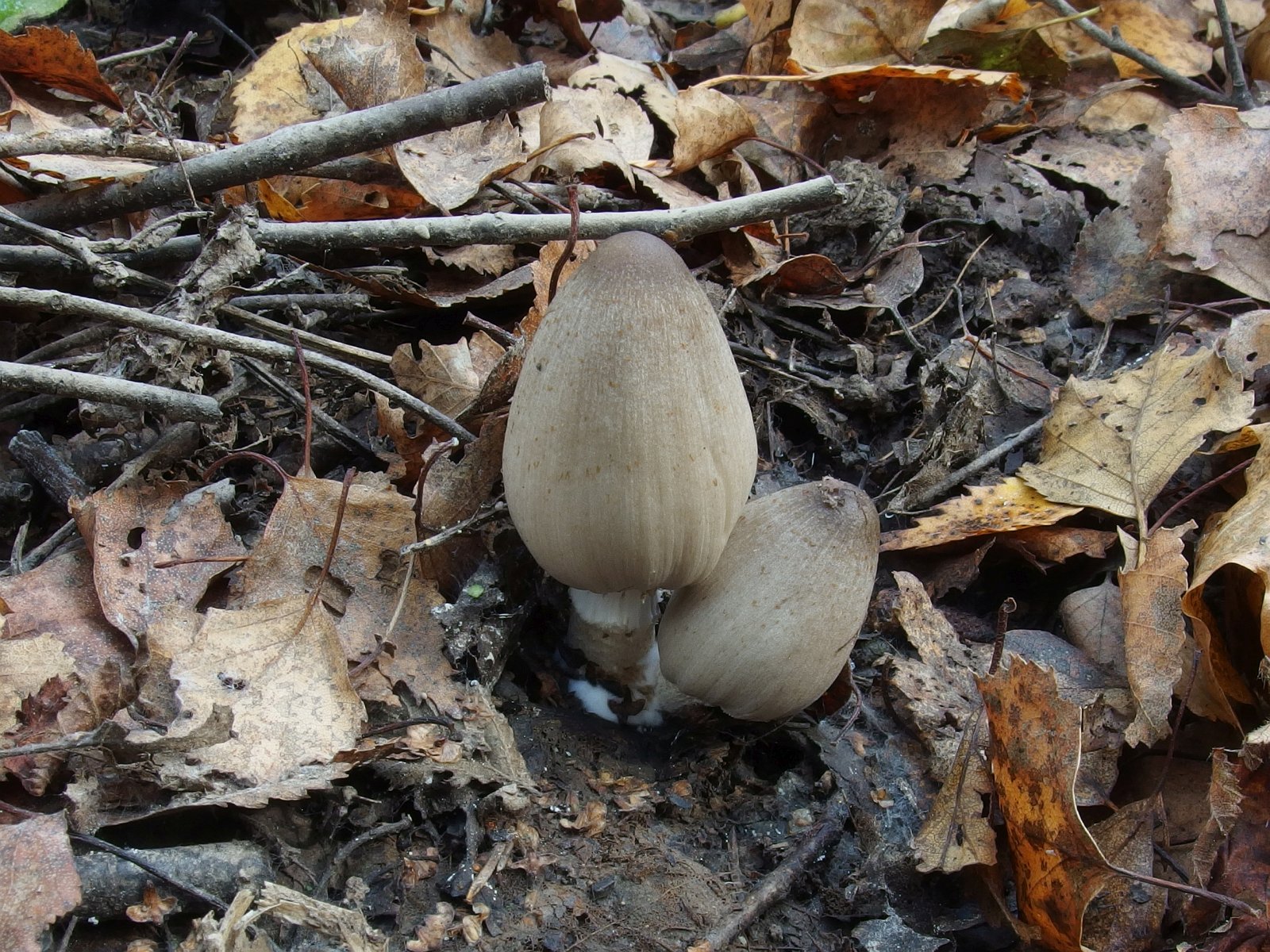 Coprinopsis atramentaria MVK 20231002-01