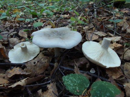 Clitocybe nebularis MVK 20231002-01