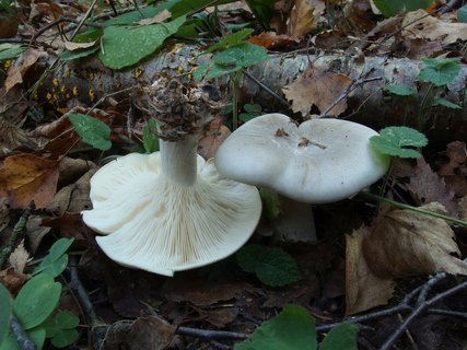 Clitocybe nebularis MVK 20231002-02
