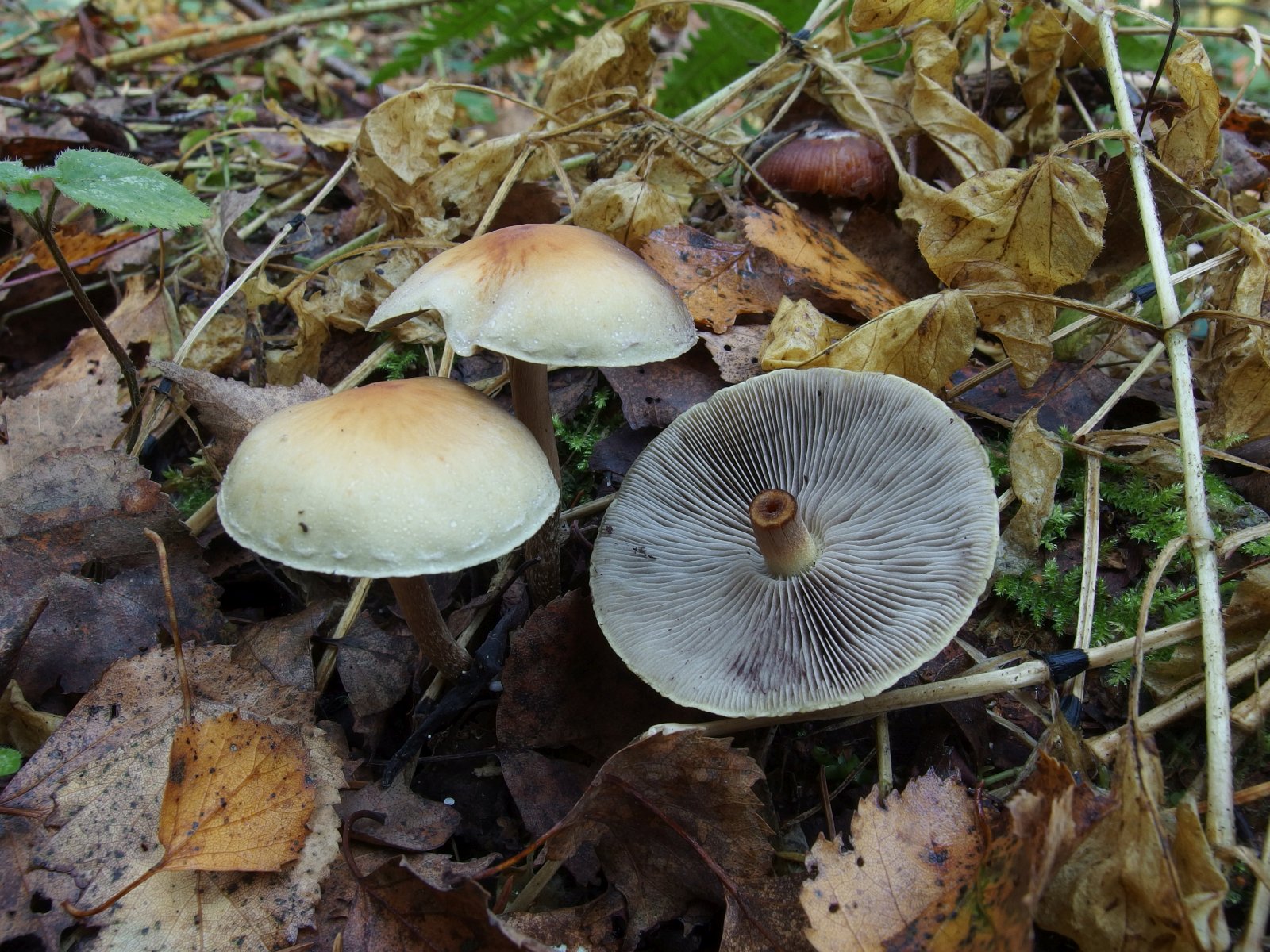 Hypholoma capnoides MVK 20231002-02