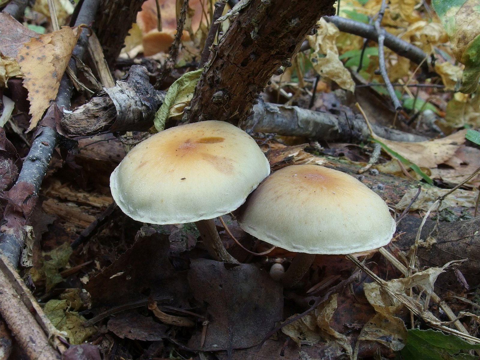 Hypholoma capnoides MVK 20231002-03