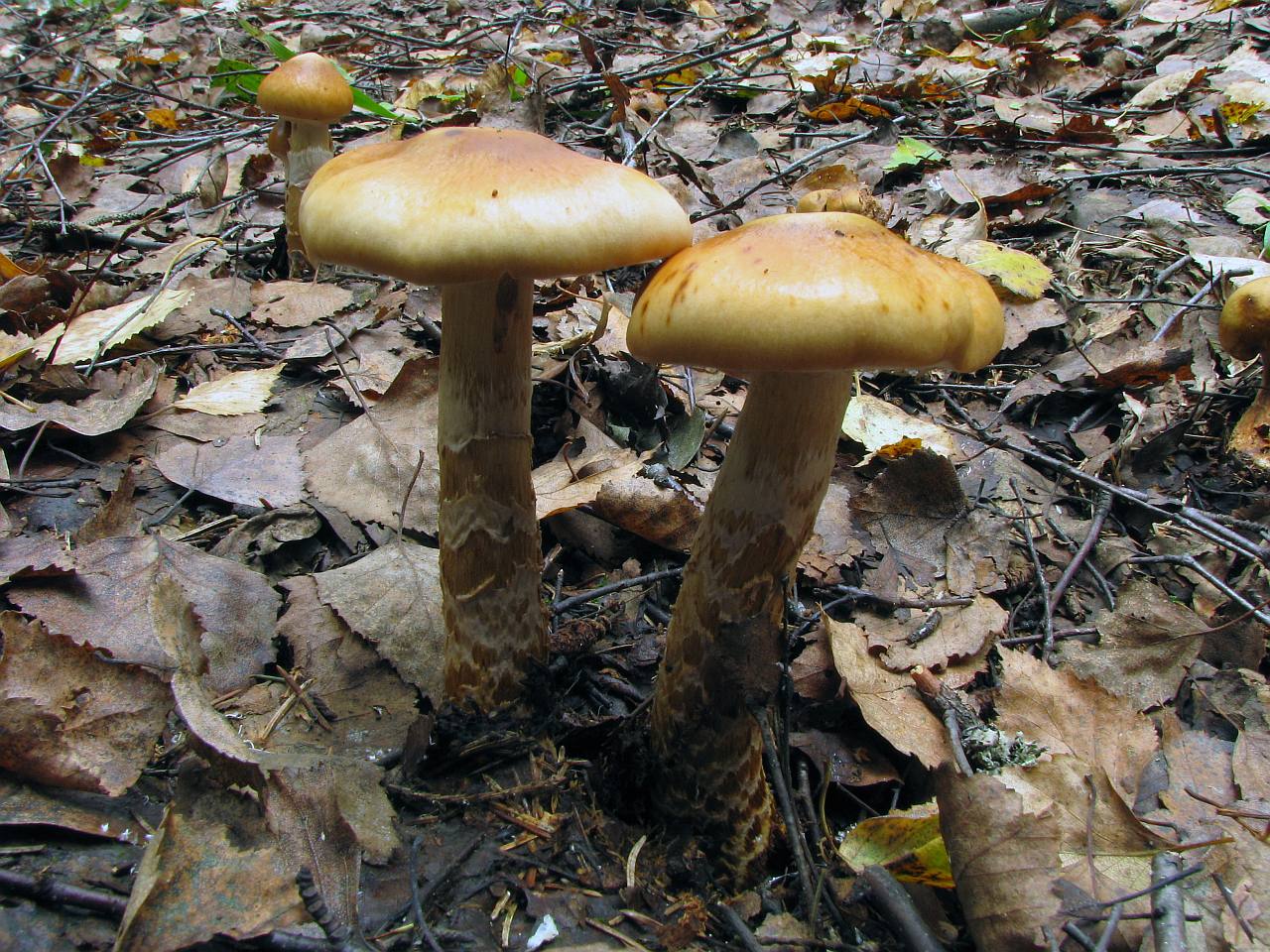 Cortinarius trivialis