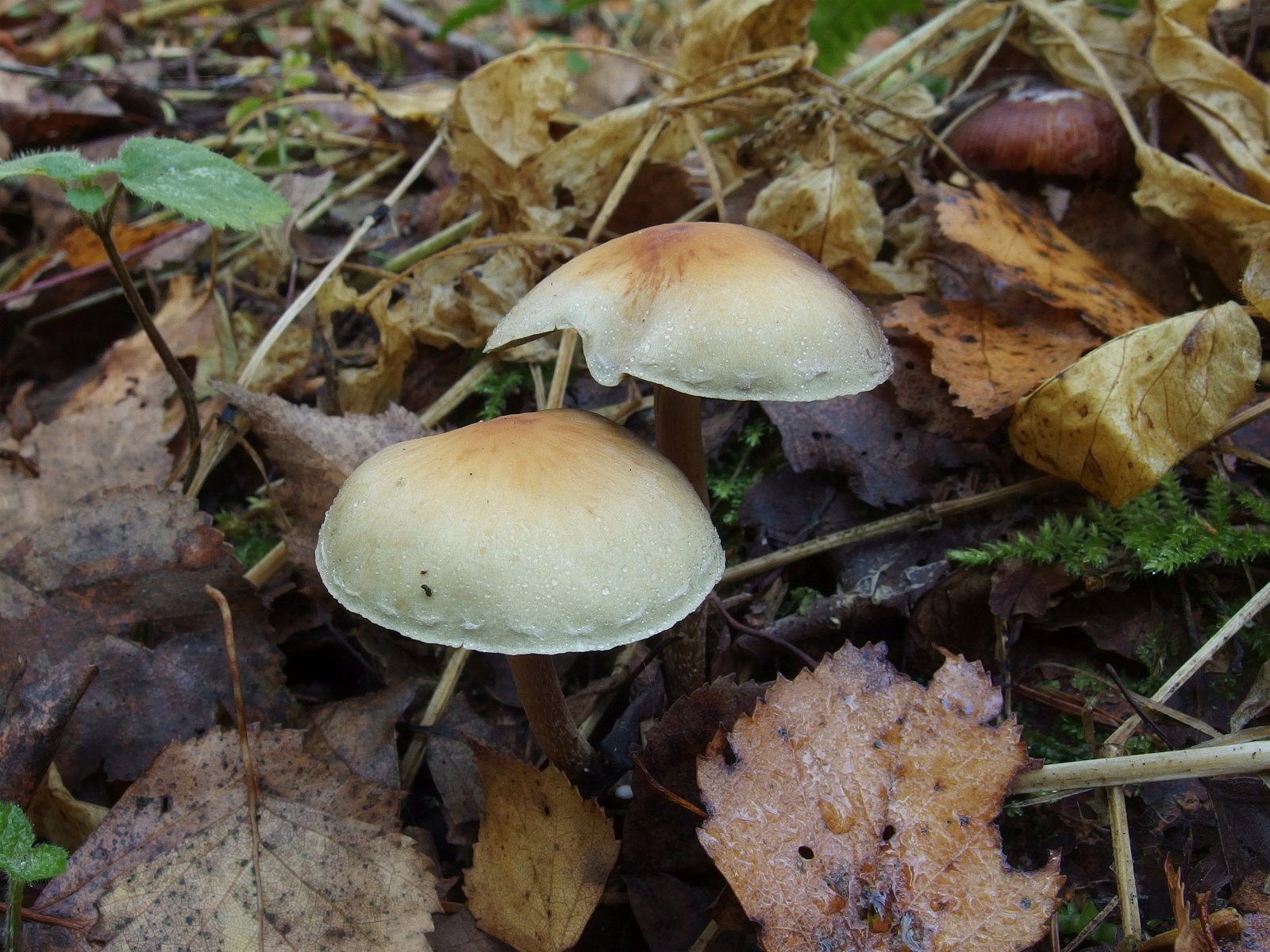 Hypholoma capnoides MVK 20231002-01
