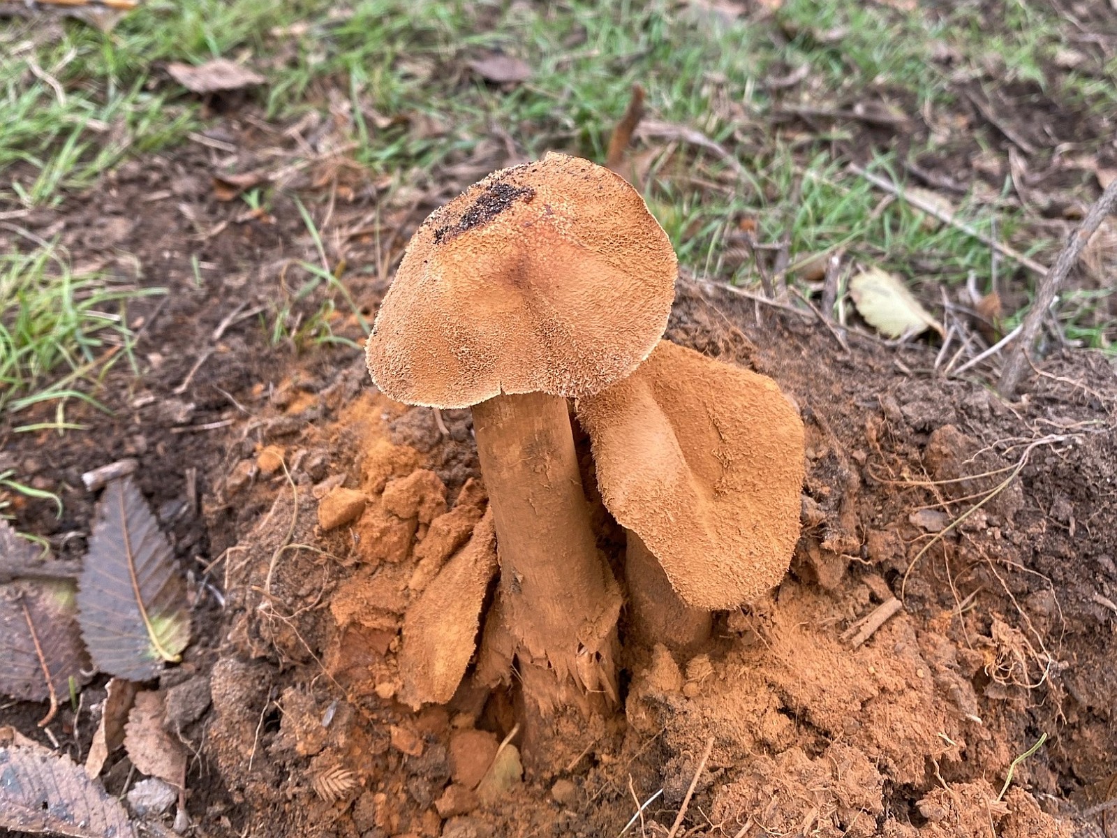 Battarrea phalloides - Баттаррея фаллусовидная