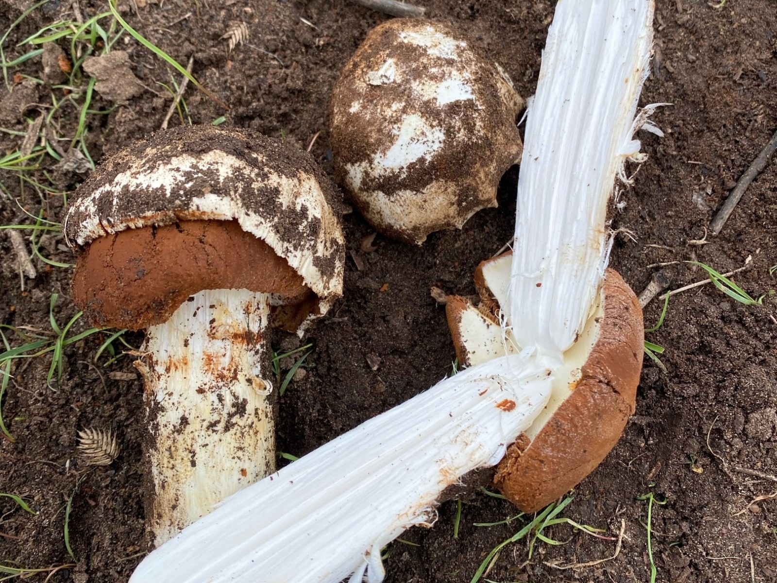 Battarrea phalloides - Баттаррея фаллусовидная