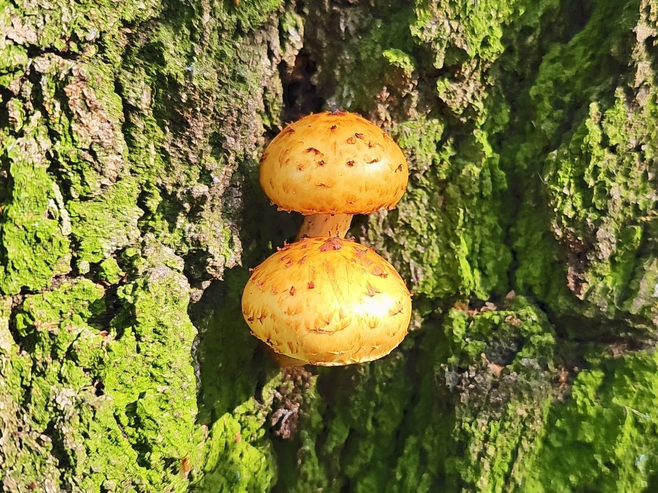 Pholiota adiposa