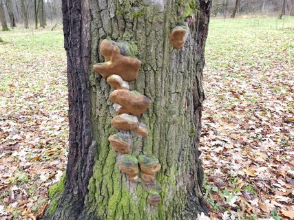 Phellinus robustus MVK 20231106-01