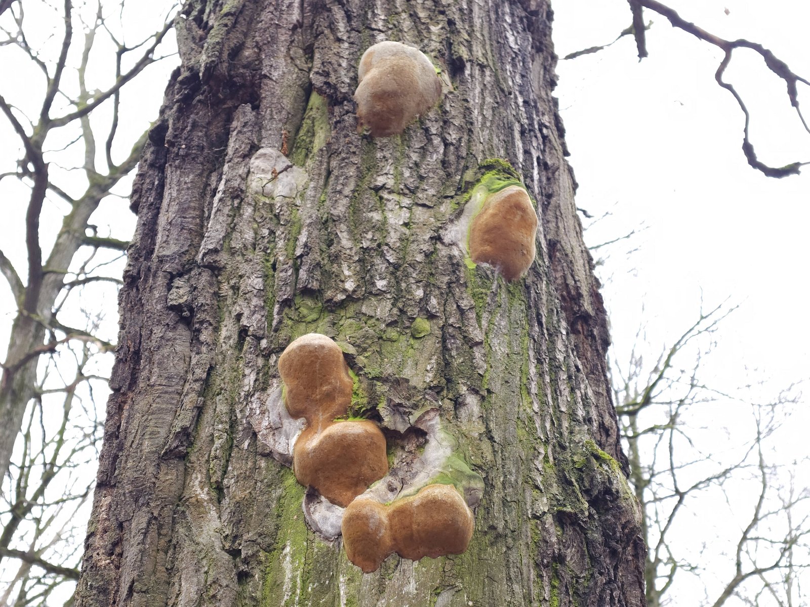 Phellinus robustus MVK 20231106-02
