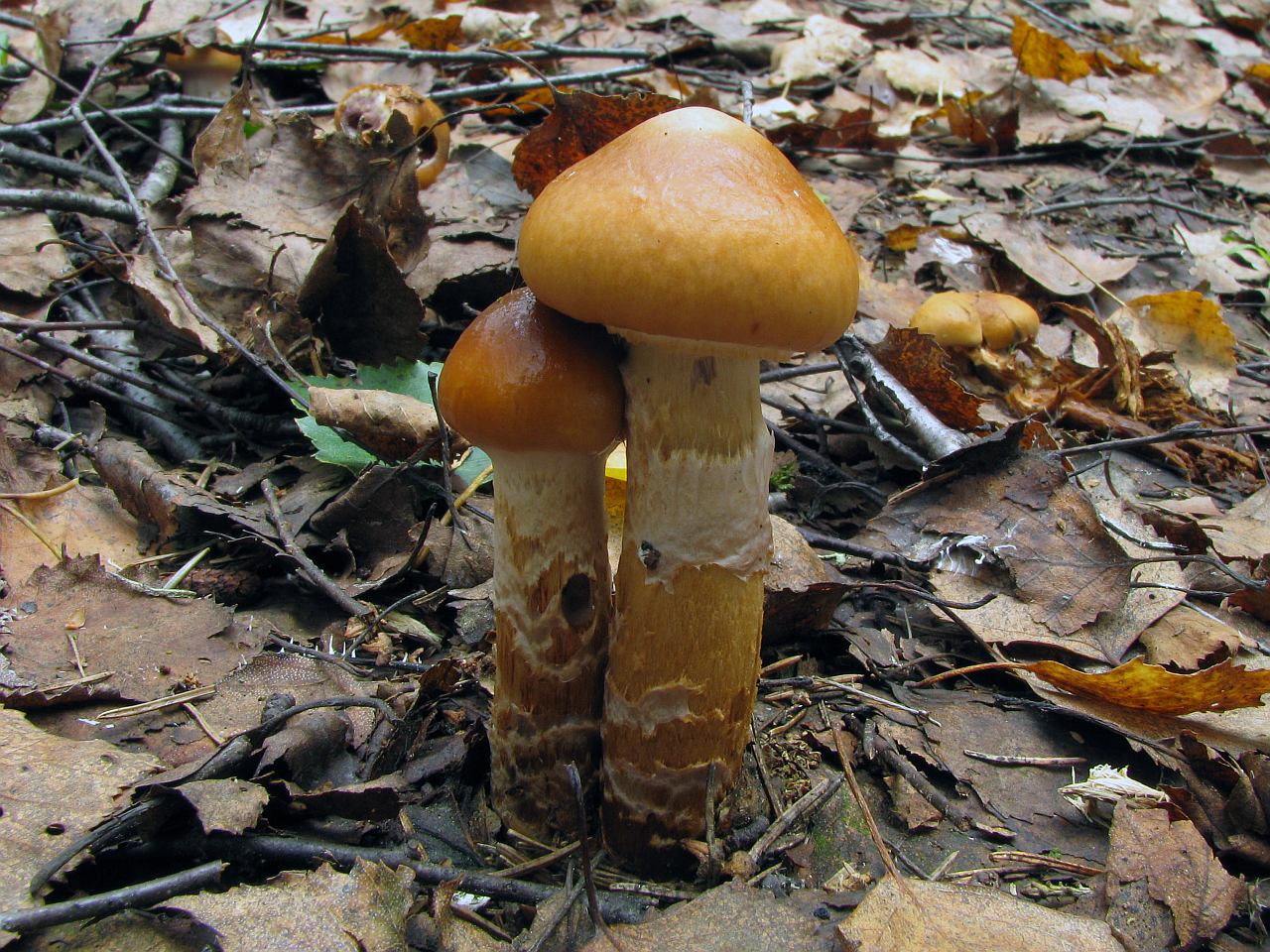 Cortinarius trivialis