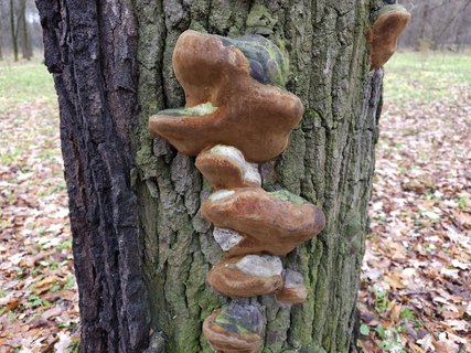 Phellinus robustus MVK 20231106-03