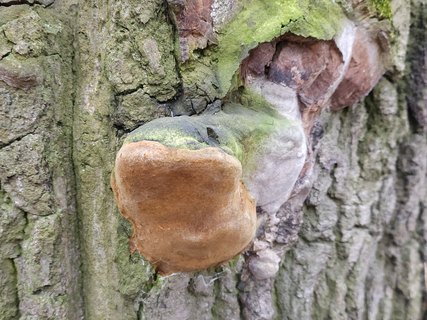 Phellinus robustus MVK 20231106-04