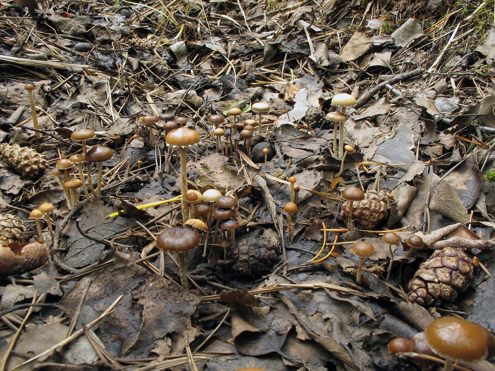 Deconica coprophila MVK 20010724-07L