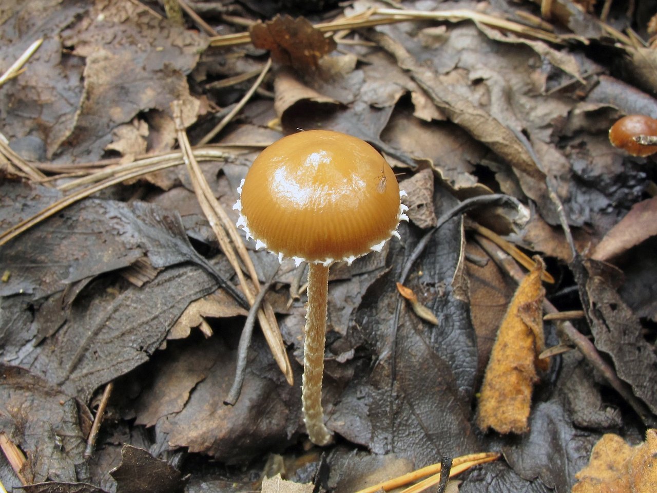 Deconica coprophila