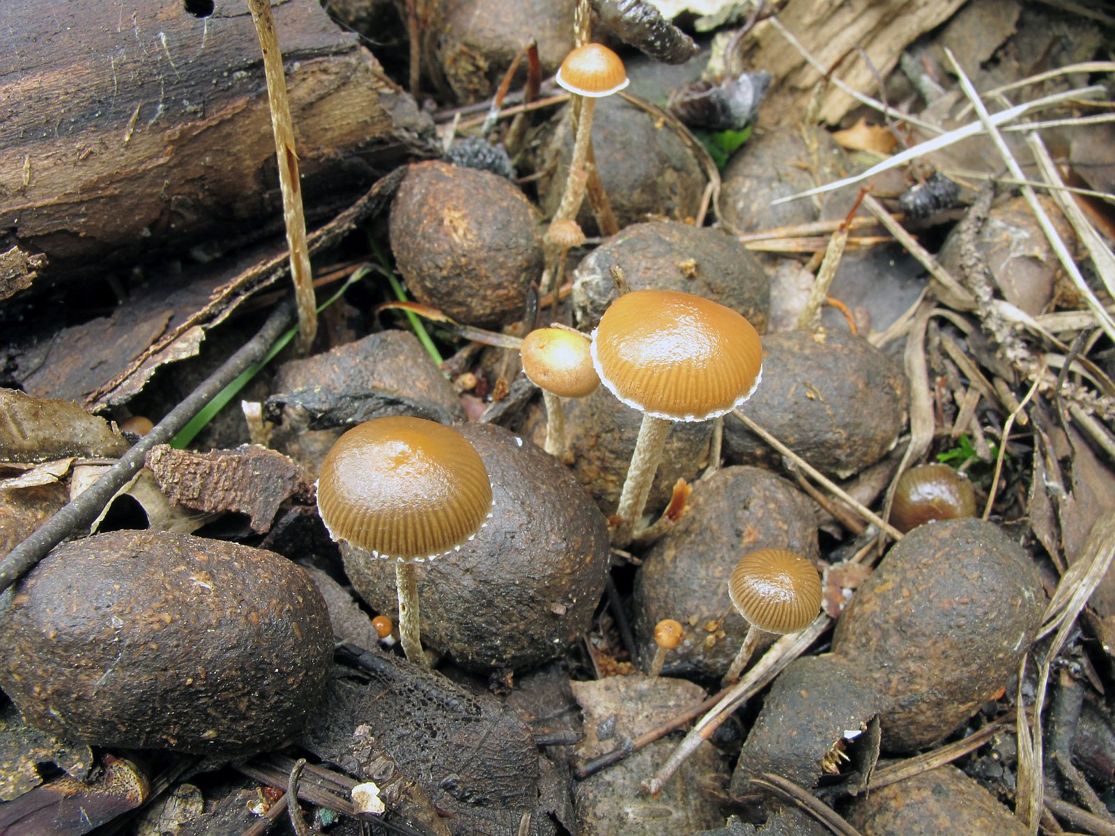 Deconica coprophila MVK 20010724-05L
