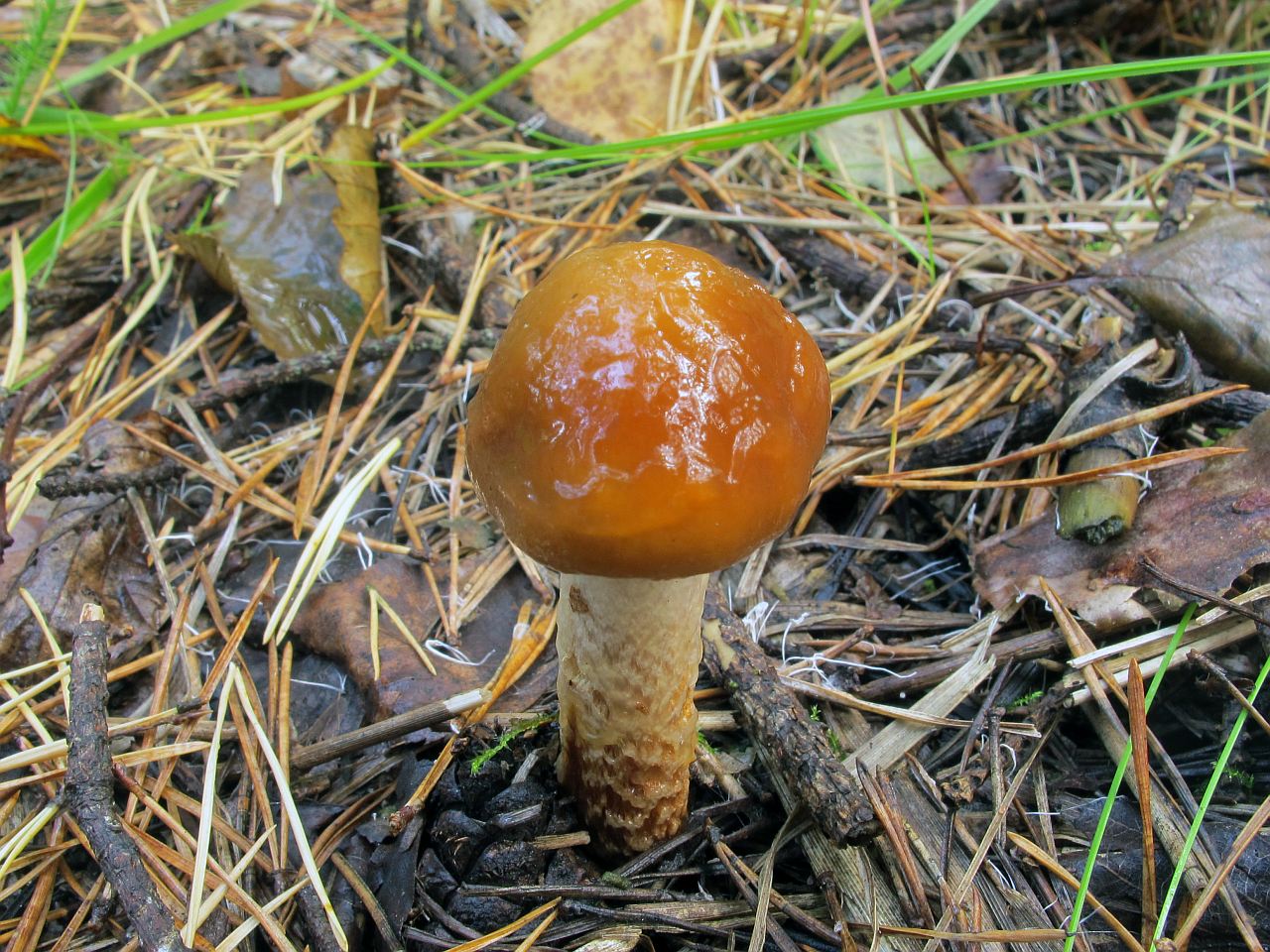 Cortinarius trivialis