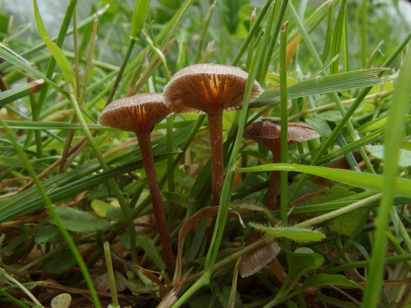 Deconica inquilina MVK 20230716-01