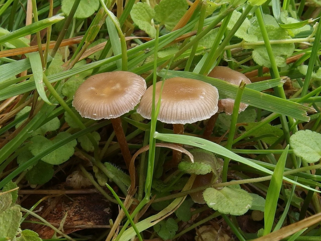 Deconica inquilina