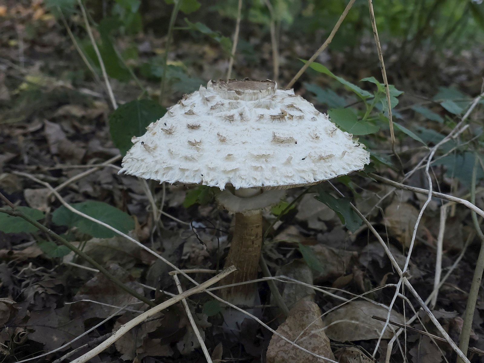 Chlorophyllum rhacodes MVK 20230910L