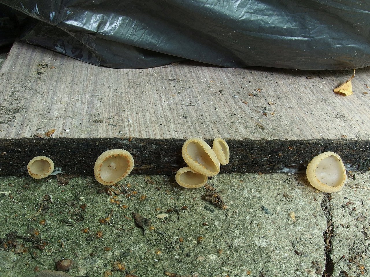 Peziza domiciliana