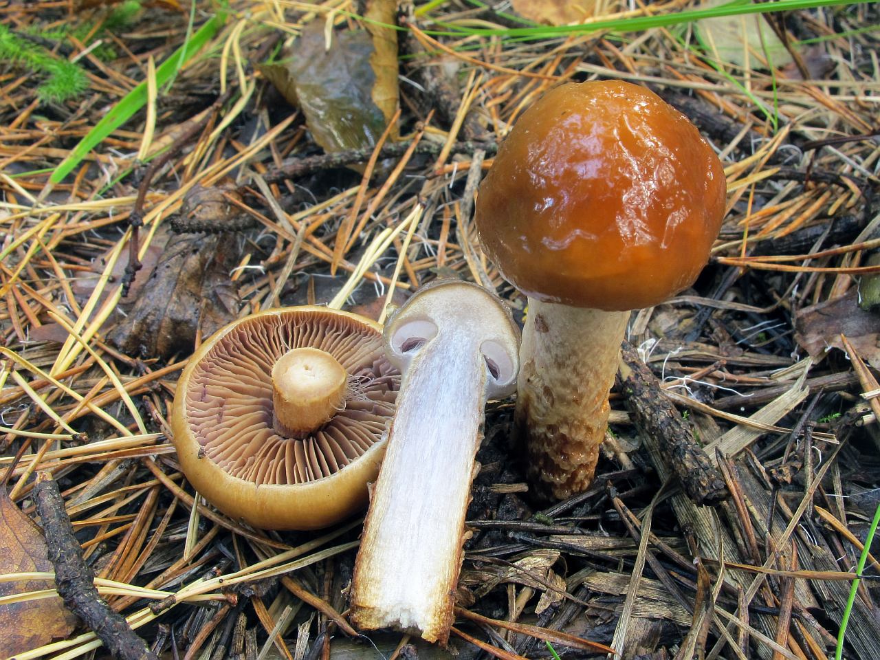 Cortinarius trivialis