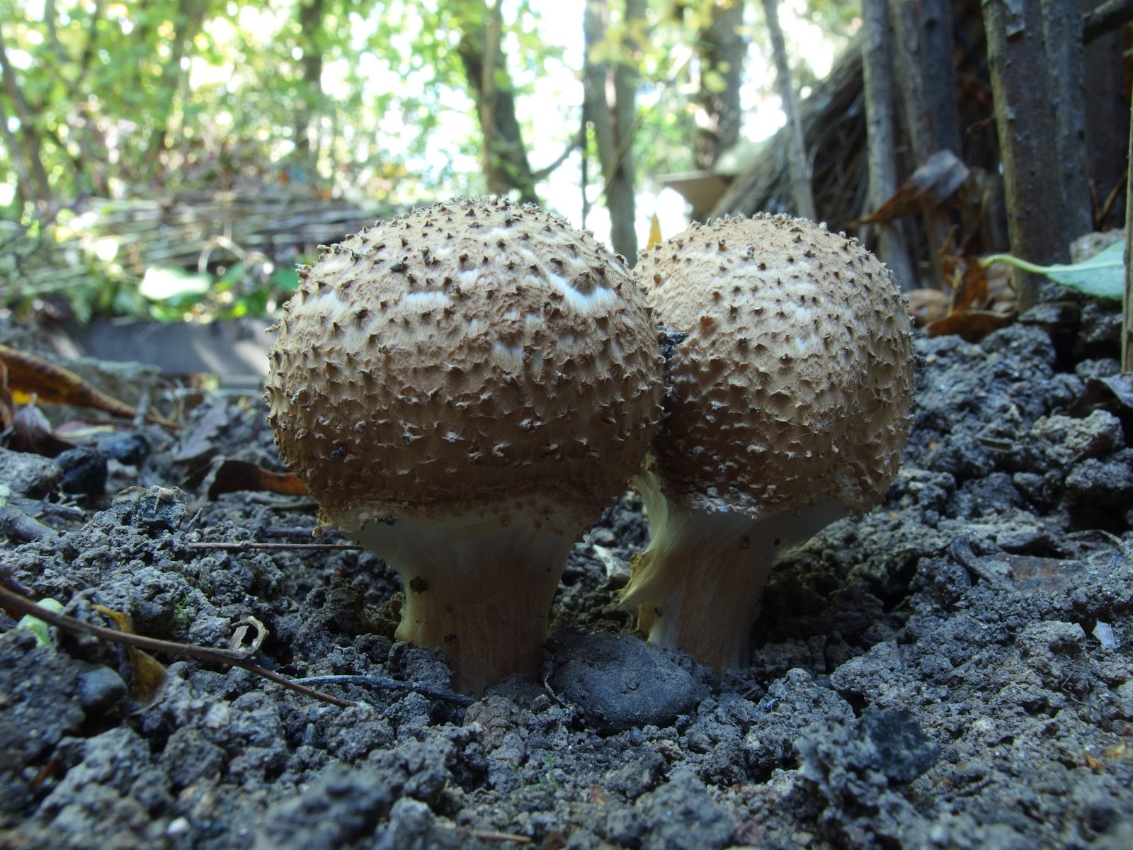 Echinoderma asperum MVK 20230923-01
