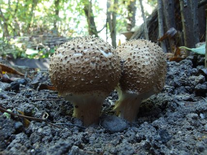 Echinoderma asperum MVK 20230923-01