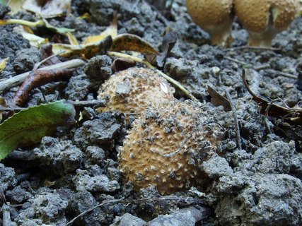 Echinoderma asperum MVK 20230923-03