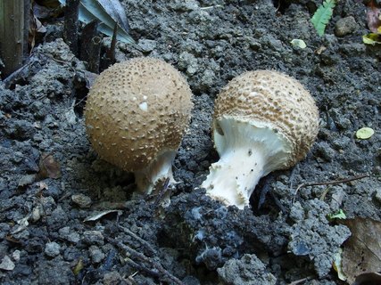Echinoderma asperum MVK 20230923-05