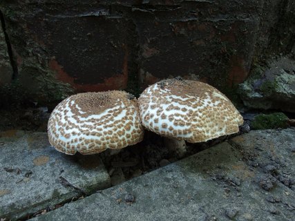Echinoderma asperum MVK 20230930-01