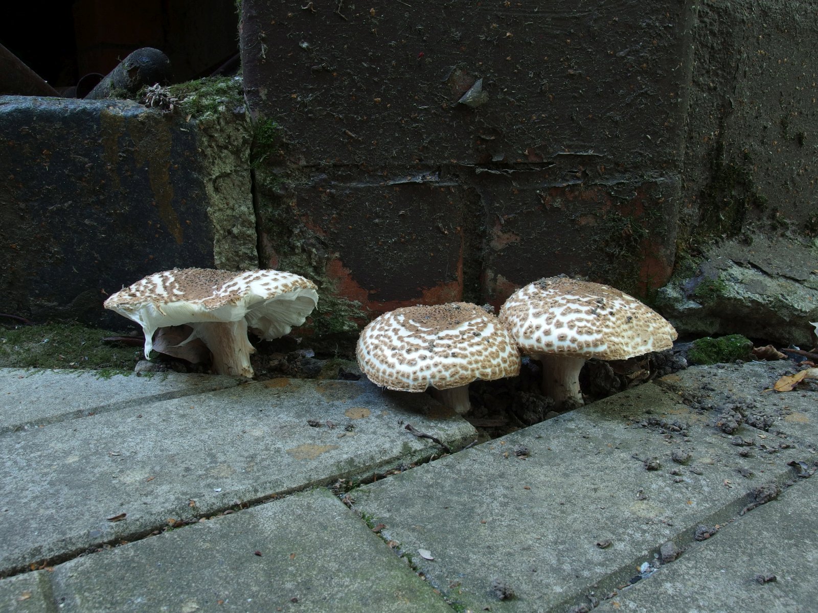 Echinoderma asperum MVK 20230930-02