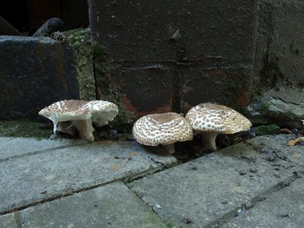 Echinoderma asperum MVK 20230930-02