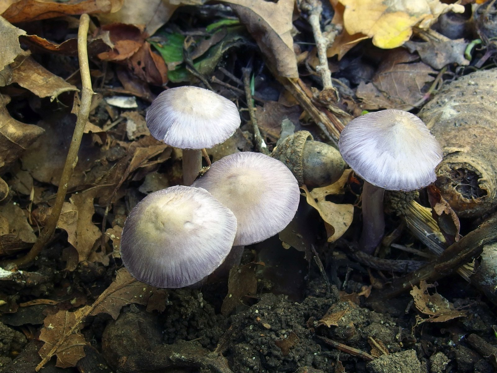 Inocybe geophylla MVK 20230923-01