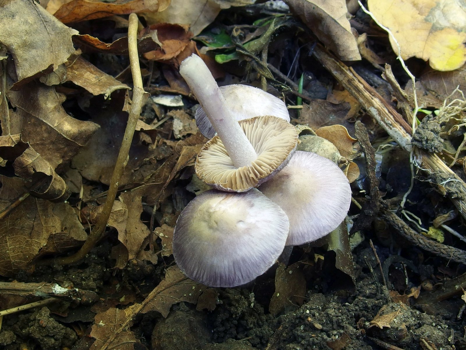 Inocybe geophylla MVK 20230923-02