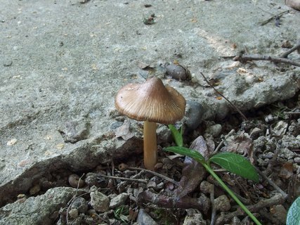Inocybe asterospora MVK 20230805-01