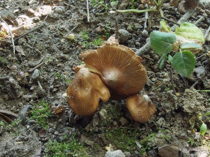 Inocybe asterospora MVK 20230805-04
